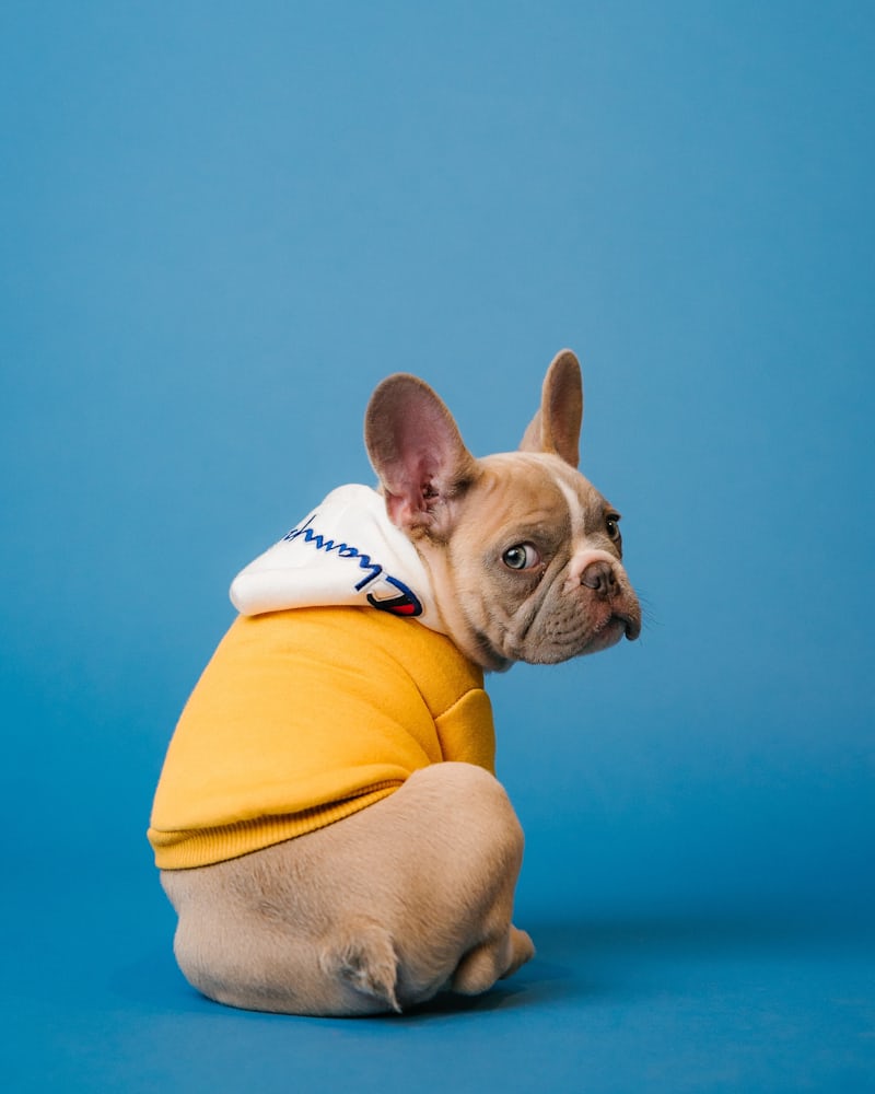 AI Receptionist for Dog Groomers